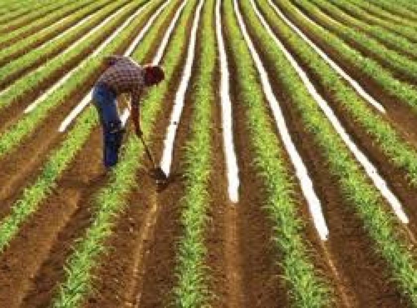 agro_F11819