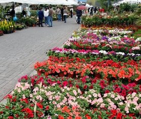 1η Ανθοκομική Έκθεση «Κυλλήνιος Άδωνις»