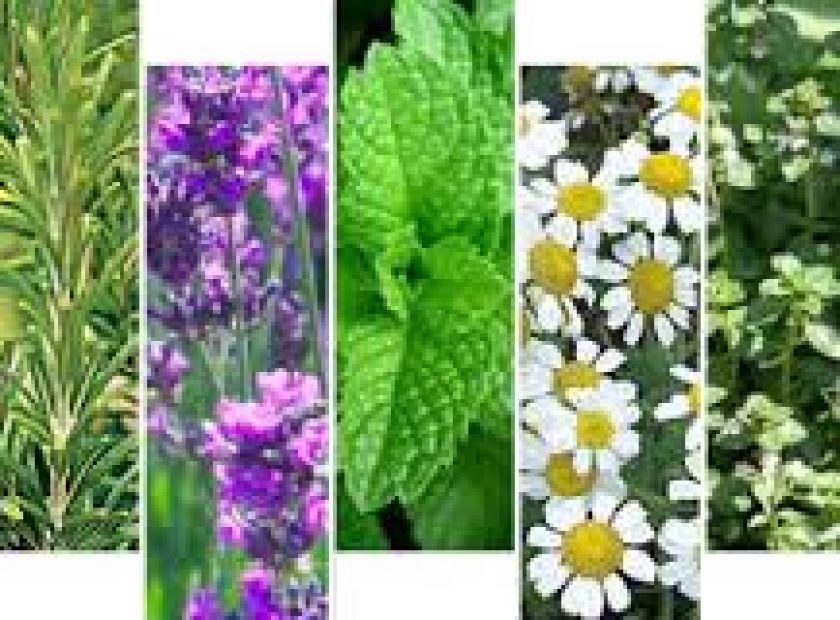aroma_F22320