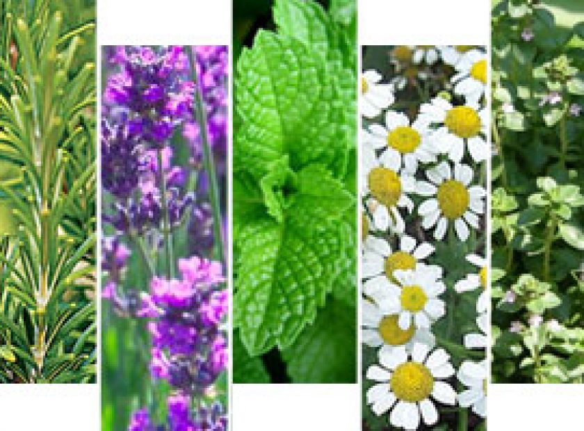 aromatika_fyta_F26897