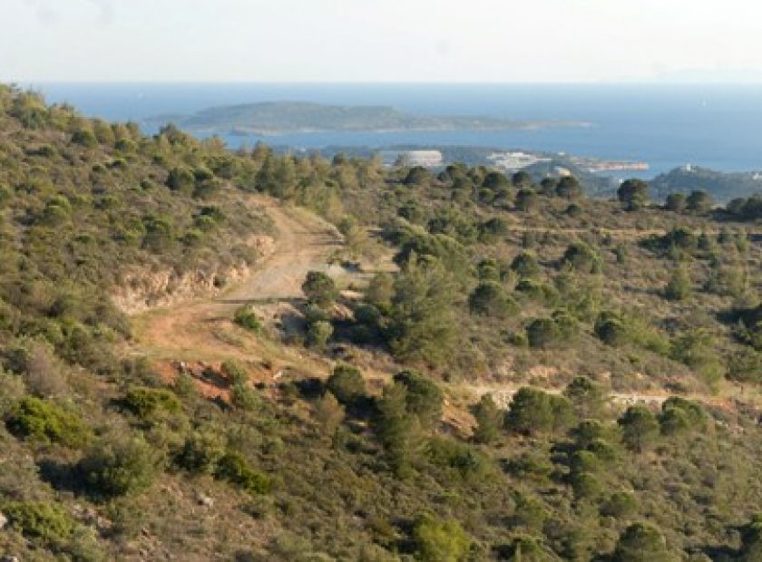 katapatimena_F28381