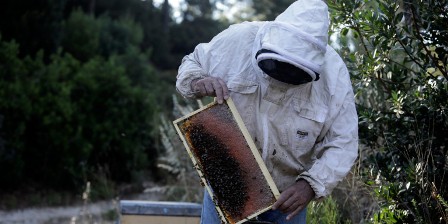 Ενίσχυση της ευρωπαϊκής μελισσοκομίας με 120 εκατ. ευρώ για τρία χρόνια