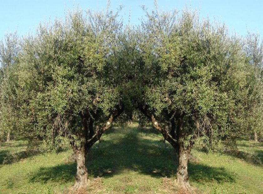 elia-dendro