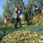 3ος ΔΙΑΓΩΝΙΣΜΟΣ ΚΑΙΝΟΤΟΜΙΑΣ ΚΑΙ ΕΠΙΧΕΙΡΗΜΑΤΙΚΟΤΗΤΑΣ_OLIVE CHALLENGE