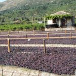 ΕΠΙΣΤΟΛΗ ΤΩΝ ΕΠΙΜΕΛΗΤΗΡΙΩΝ ΑΧΑΪΑΣ, ΚΟΡΙΝΘΙΑΣ ΚΑΙ ΜΕΣΣΗΝΙΑΣ ΣΤΟΝ ΥΠΑΑΤ ΚΩΝ. ΤΣΙΑΡΑ.