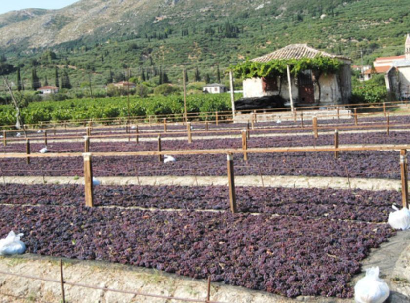 stafida