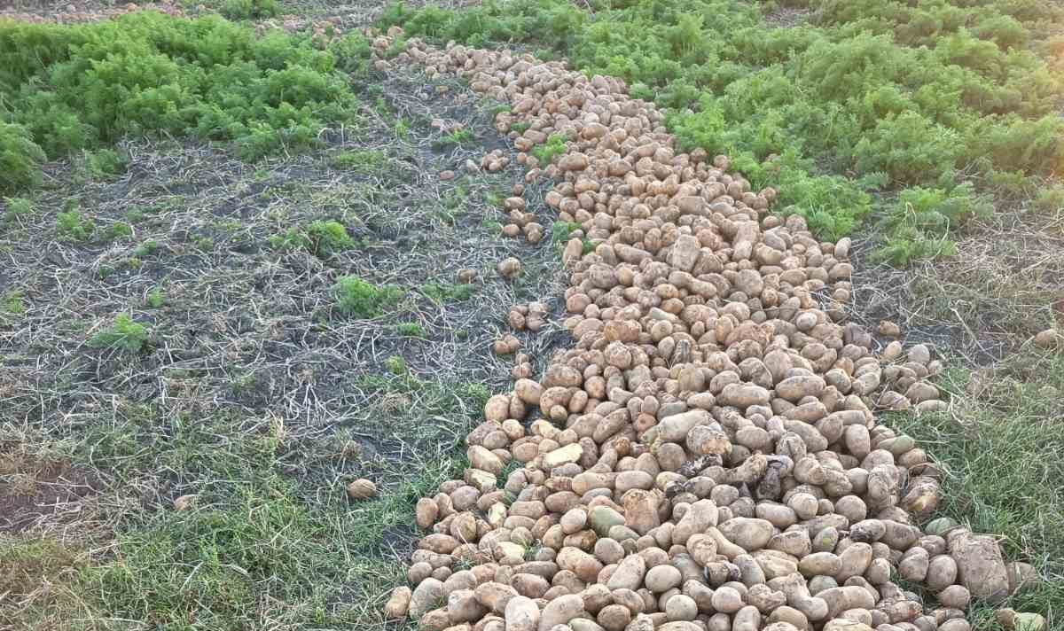 patata