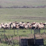 To Επιμελητήριο Αχαΐας με τον Αγροκτηνοτροφικό και Μελισσοκομικό Σύλλογο Δυτικής Αχαΐας – Παραλήφθηκε υπόμνημα με προτάσεις και αιτήματα για την αντιμετώπιση των προβλημάτων του πρωτογενούς τομέα